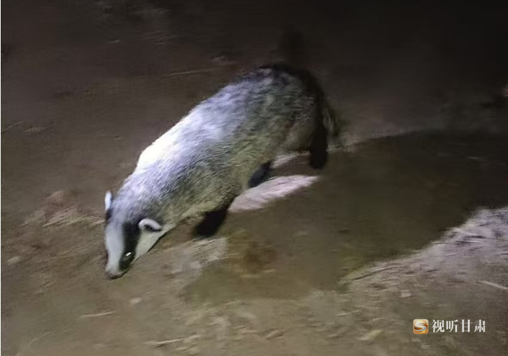 狗獾图片野生图片