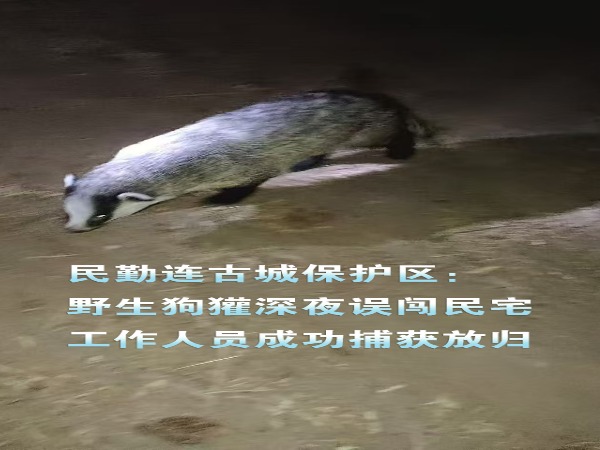 野生狗獾子图片