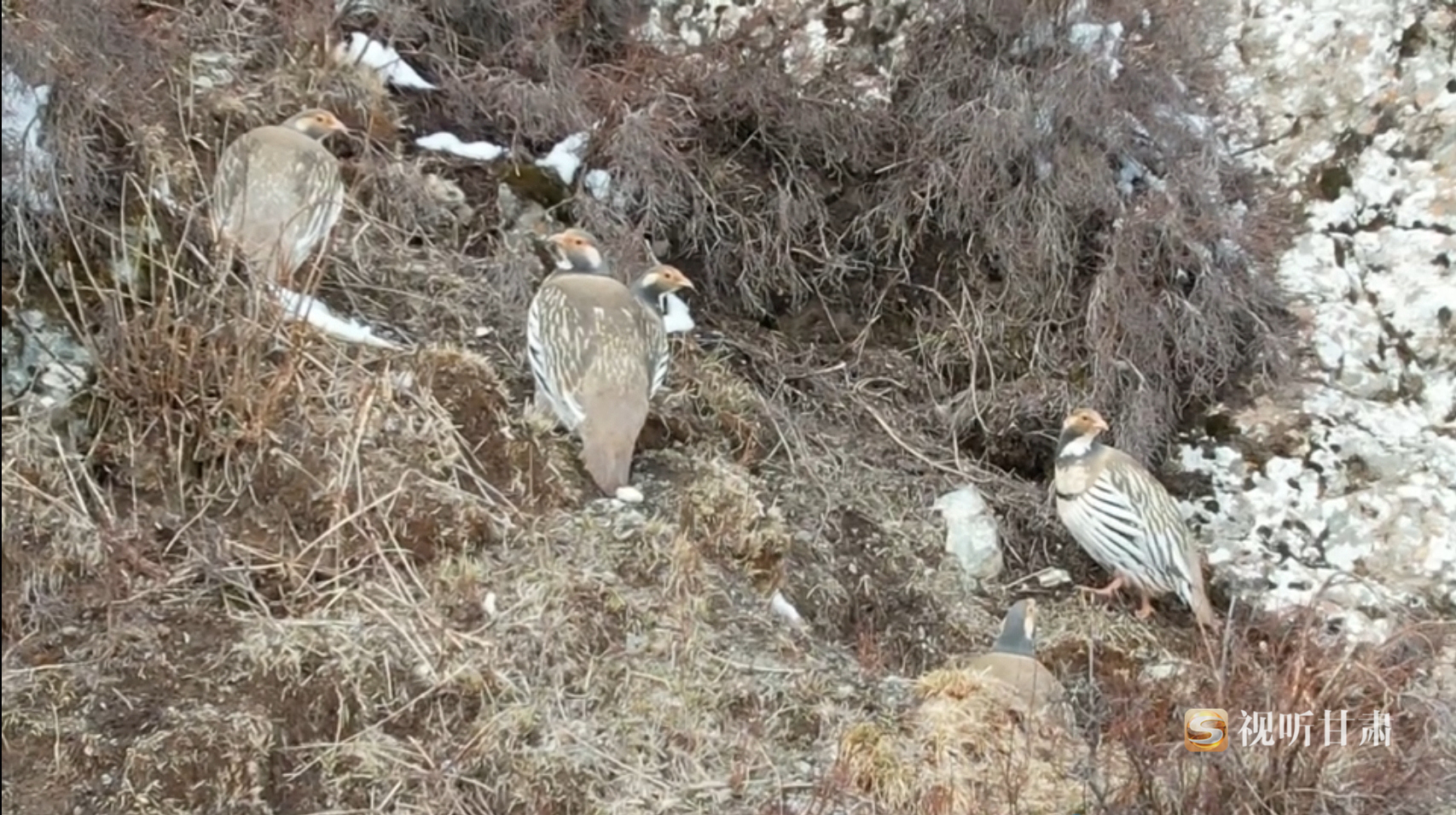 祁连山雪鸡图片